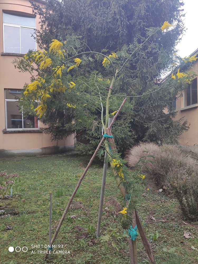 Le mimose del Badoni